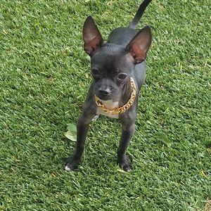 Meet your Posher, Greg